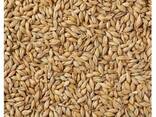 High Quality Barley Grains For Malt | Barley For Animal Feed Available For Sale - фото 2