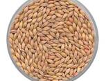 High Quality Barley Grains For Malt | Barley For Animal Feed Available For Sale - фото 3