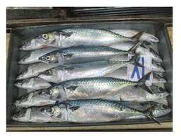 Hot Sale Seafood Frozen Pacific Mackerel Fish