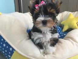 Jorkšírský teriér s PP FCI