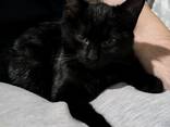 Кошка - photo 1