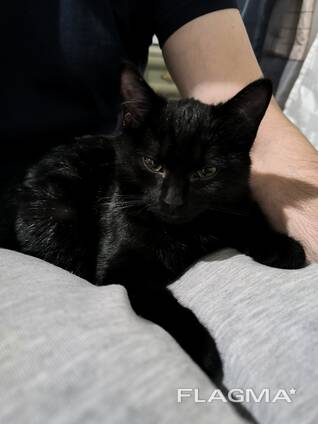 Кошка