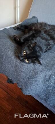 Котик