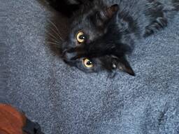 Котик
