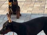Krásná štěňata dobermanů s rodokmenem, psy i feny. - photo 2