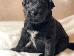 Krásná štěňata pudla – 10 týdnů stará, připravená do nového domova