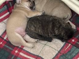 Krásní štěňata mopse, pejsci a holky.