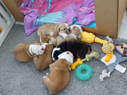 Krásní tradiční červenobílí angličtí buldoci