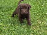 Labrador Retriever – 100 týdnů | Připraven k předání - фото 2