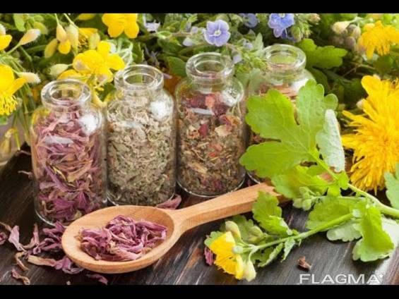 Лекарственное растительное сырье