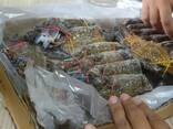 Live Red King Crab | Fresh And Frozen King Crab| Frozen Blue Swimming Crabs for sale - фото 1