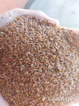 Лён Масленичный Лен Казахстан