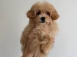 Maltipoo Boy f1 - photo 1