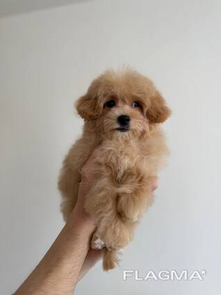 Maltipoo Boy f1