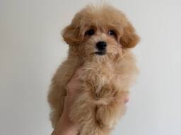 Maltipoo Boy f1