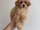 Maltipoo Boy f1 - photo 5
