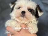 Maltipoo Morkie, 2,5 měsíce - photo 1