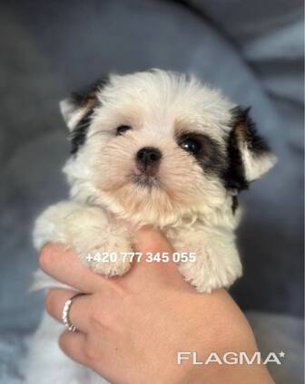 Maltipoo Morkie, 2,5 měsíce