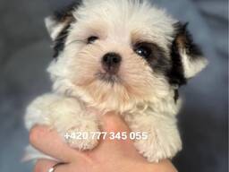 Maltipoo Morkie, 2,5 měsíce