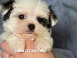 Maltipoo Morkie, 2,5 měsíce - photo 5