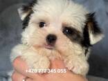 Maltipoo Morkie, 2,5 měsíce - photo 7