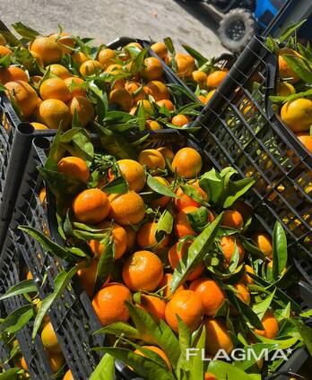 Мандарин Клементина