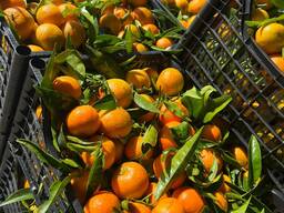 Мандарин Клементина