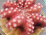 Мороженная рыба и морепродукты в Чехию от завода из КНР - photo 7