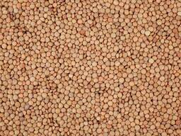 Nabízíme čočku, červenou a zelenou