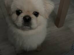 Pekinese Pes