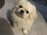 Pekinese Pes - фото 2