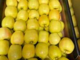 Polish apples (wide range of varieties)