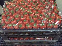 Помидор KOKTEYL