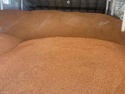 Porumb fără OMG-uri. Certificat GMP . Disponibil în 150