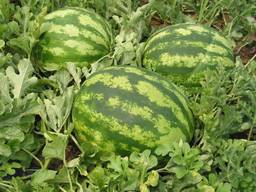 We sell WATERMELON