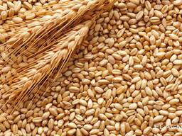 Potravinářská a krmná pšenice z Ruska a Polska