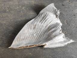 Prémiové sušené žraločí ploutve na prodej