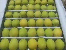 Продам абрикос