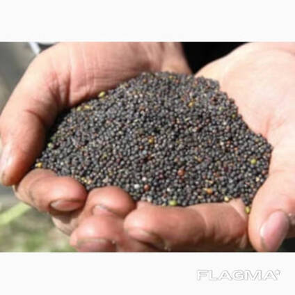 Prodávám řepku od 500 t, bez GMO, za podmínek FCA Žytomyr.