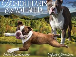 Rezervace štěňátek Bostonského teriéra