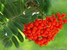 Рябина красная