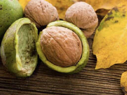 Сад грецкого ореха под ключ ореховый бизнес