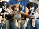 Saluki puppies - фото 1