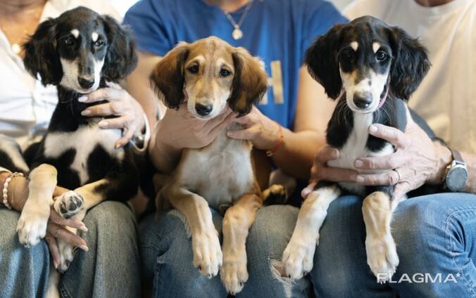 Saluki puppies