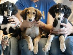 Saluki puppies