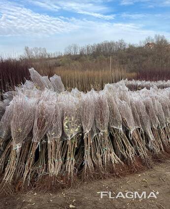 Sazenice ovocných stromů