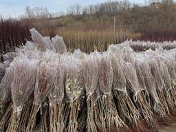 Sazenice ovocných stromů