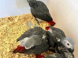 Šedý papoušek k adopci,