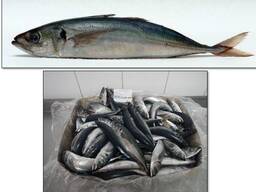 Скумбрия мороженная