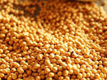 Soybeans - photo 1